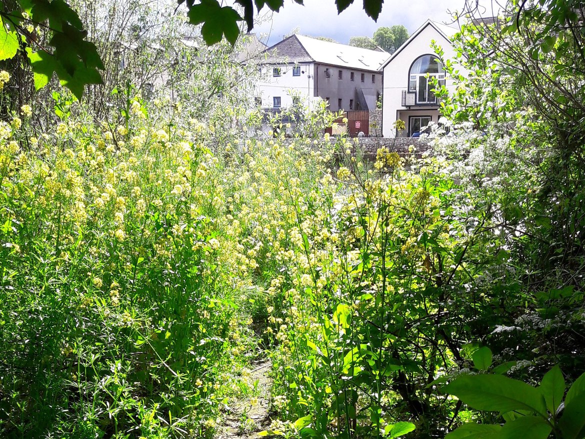 Banks of River Barrow